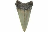 Fossil Broad-Toothed Mako Shark Tooth - North Carolina #235232-1
